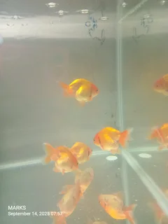 Ranchu goldish