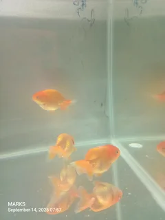 Ranchu goldish