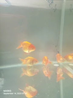 Ranchu goldish