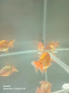Ranchu goldish