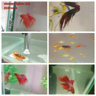 Siamese fighter fish