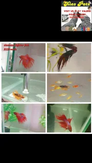 Siamese fighter fish