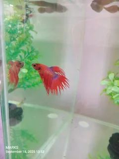 Siamese fighter fish