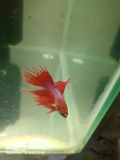 Siamese fighter fish