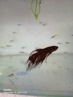 Siamese fighter fish