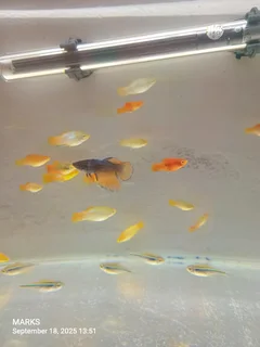 Siamese fighter fish