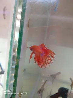 Siamese fighter fish