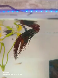 Siamese fighter fish