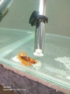 Siamese fighter fish