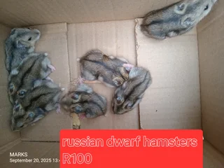 Russian dwarf hamsters