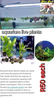 Aquarium live plants