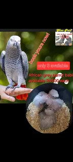 eclectus parrots pair available