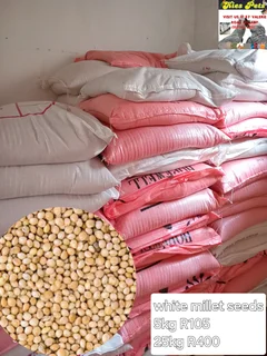 White millet seeds