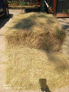 Hay bales for livestock