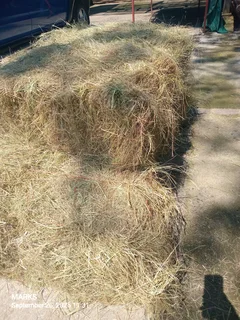 Hay bales for livestock