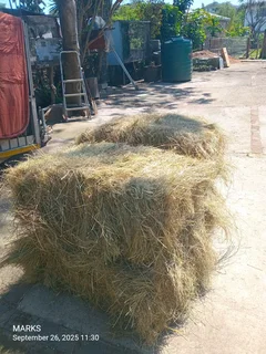 Hay bales for livestock