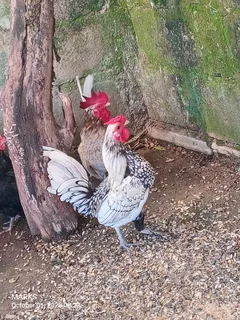 Sebright bantam rooster available