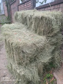 Eragrostis hay bales