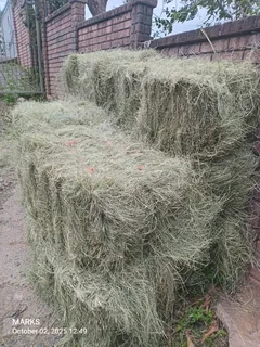Eragrostis hay bales