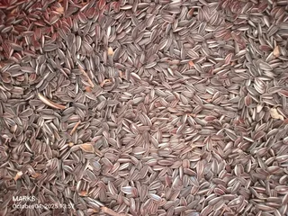 Striped sunflower seeds