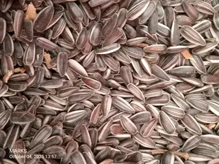 Striped sunflower seeds