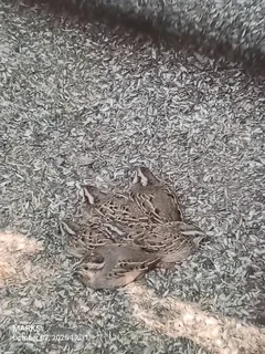 Coturnix quails