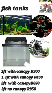 Aquarium fish tanks