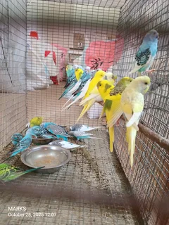 Budgies available