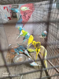 Budgies available