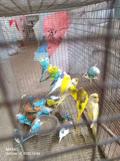Budgies available