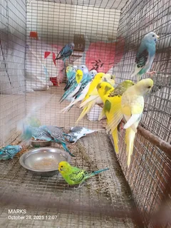 Budgies available