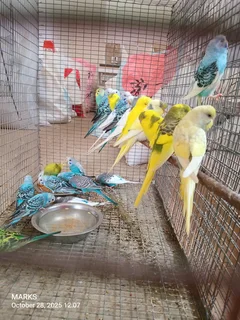 Budgies available
