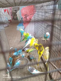 Budgies available