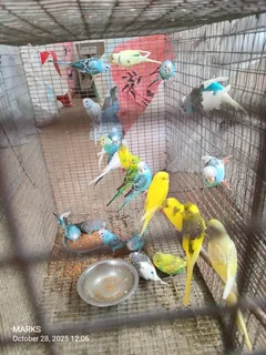 Budgies available