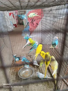 Budgies available