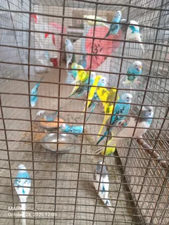 Budgies available