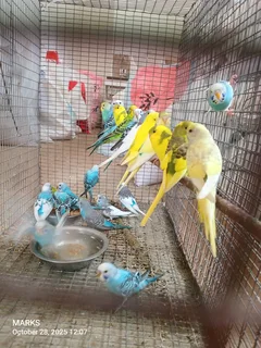 Budgies available