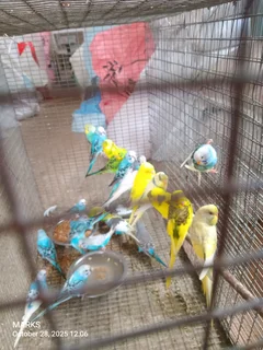 Budgies available