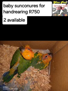 Budgies available
