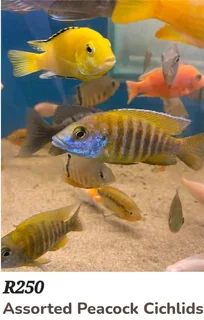 Malawi cichlids fish