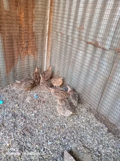Jumbo quails