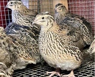 Jumbo quails