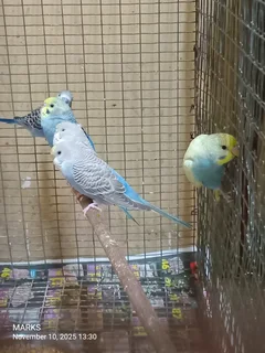 Budgies available