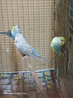 Budgies available