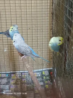 Budgies available