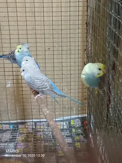Budgies available