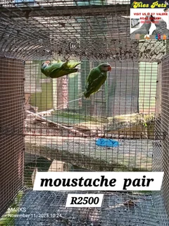 Moustaches available