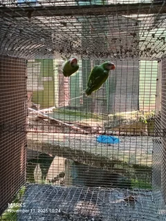 Moustaches available