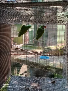 Moustaches available