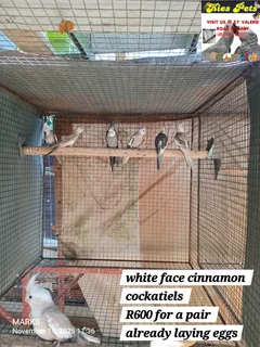 Cockatiels available